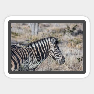 Namibia. Etosha National Park. Zebra. Sticker